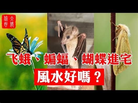 死亡飛蛾|飛蛾入宅何時最兇？